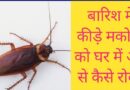How To Keep Away Bugs In Rainy Season